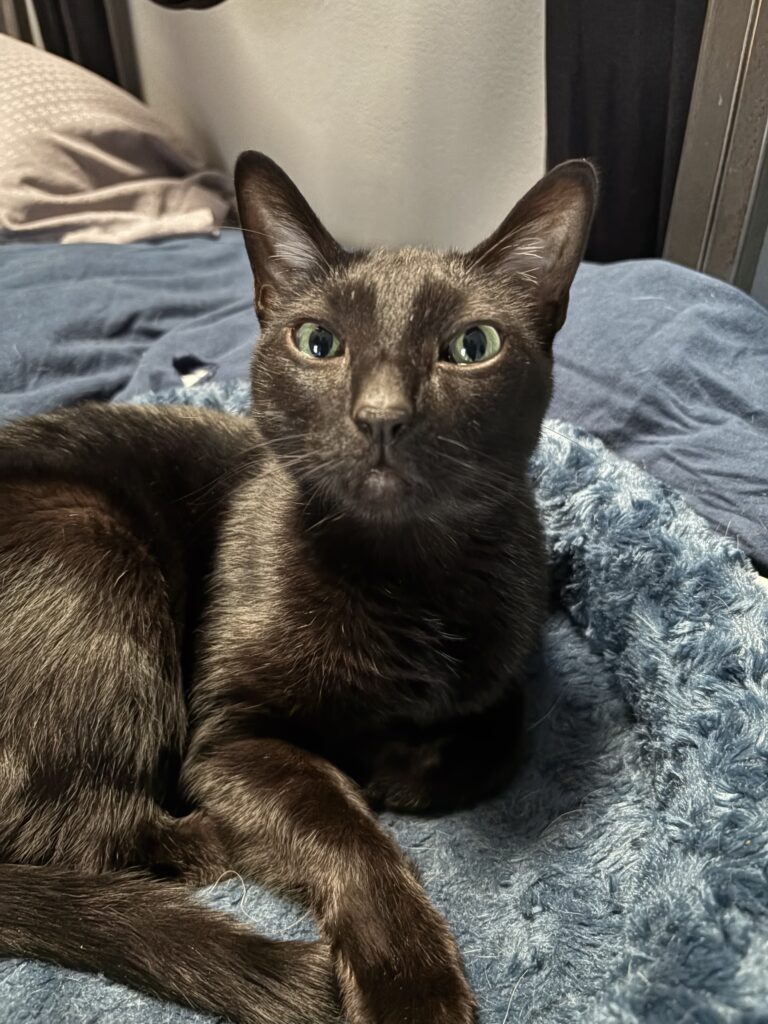 A handsome dark grey cat with green eyes.