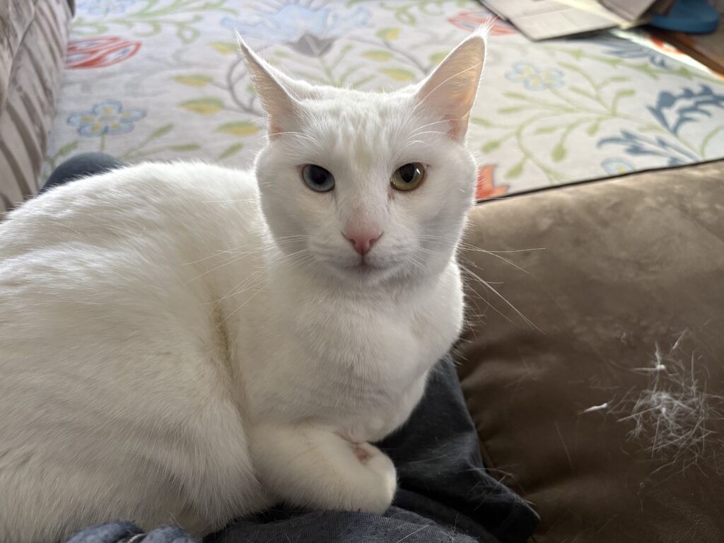 A white cat with one blue eye and one golden eye sits on a lap next to a pile of his hair. 